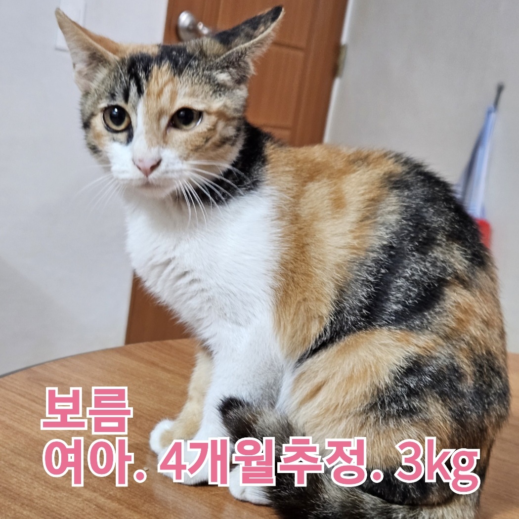 보호중 한국 고양이…