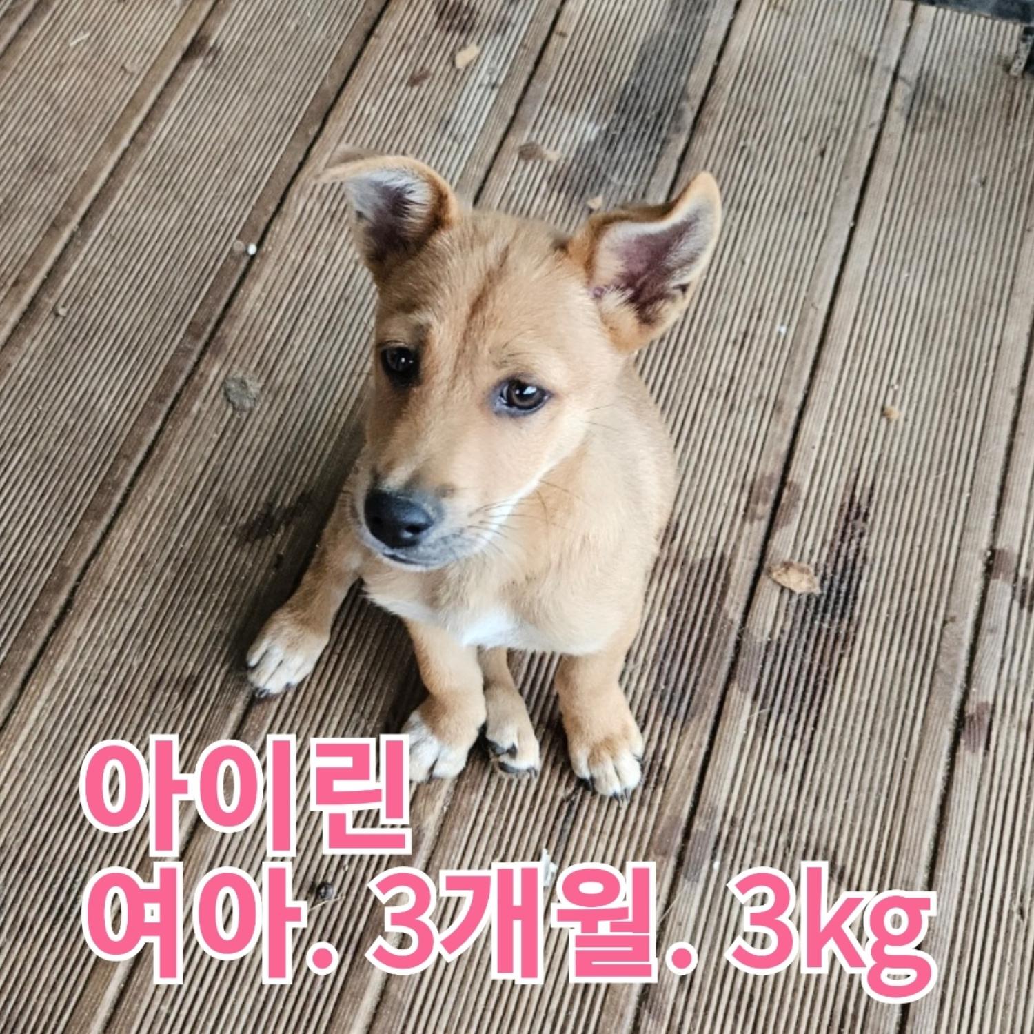 장성군동물보호센터_446498202300411