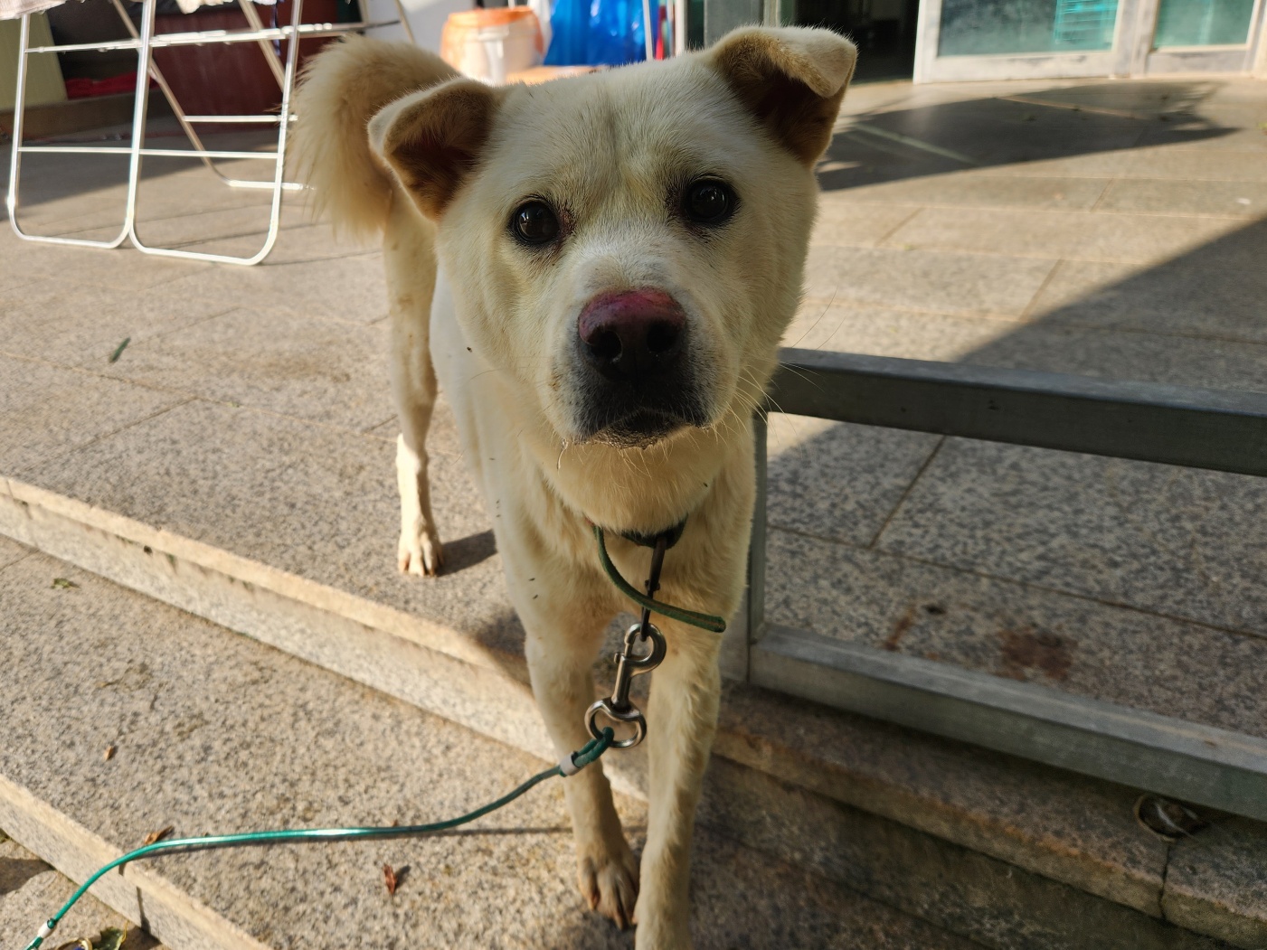광주 동물보호소_429363202301074