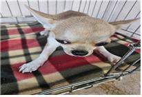 (사)유기동물및동물보호관리협회_426339202300342