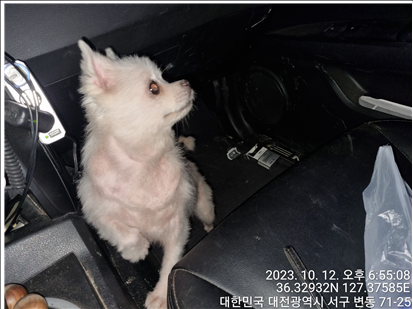 보호중 믹스견의 가…