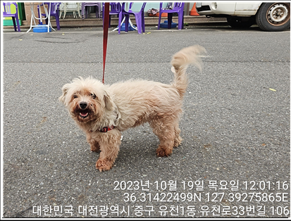 종료(반환) 말티즈…