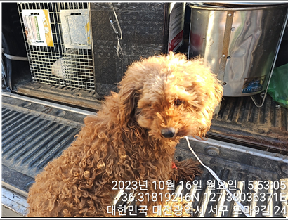 종료(반환) 푸들의…