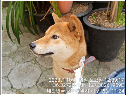 종료(반환) 시바의…