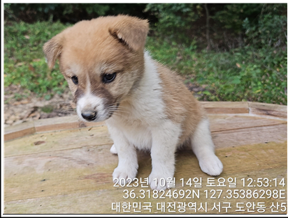 대전동물보호센터_430366202300566