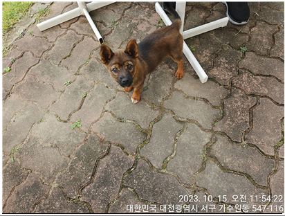 종료(반환) 믹스견…