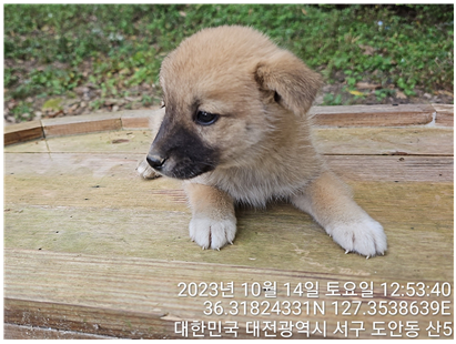 대전동물보호센터_430366202300567