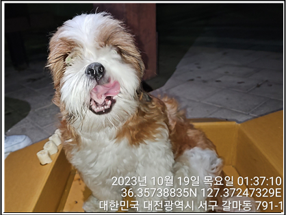 종료(반환) 시츄의…