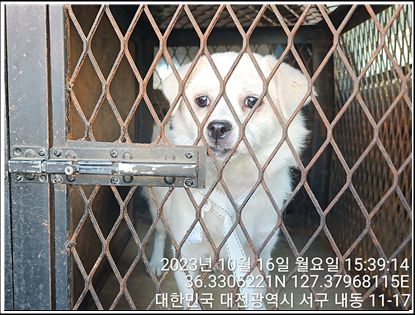 보호중 믹스견의 가…