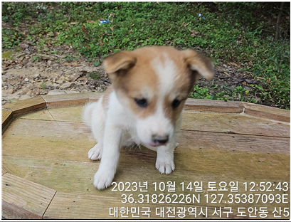 대전동물보호센터_430366202300565