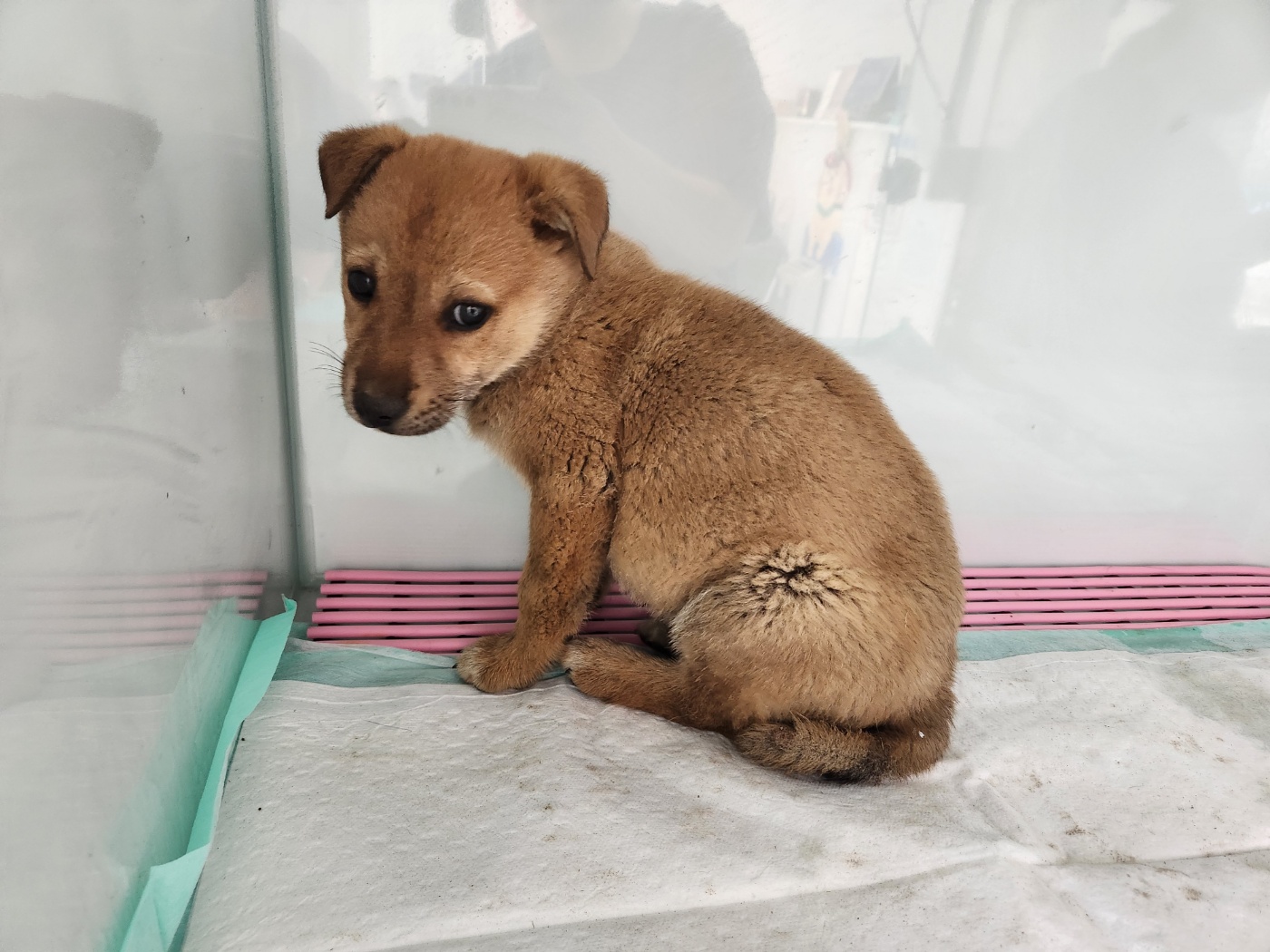 광주TNR동물병원송정_441554202301694
