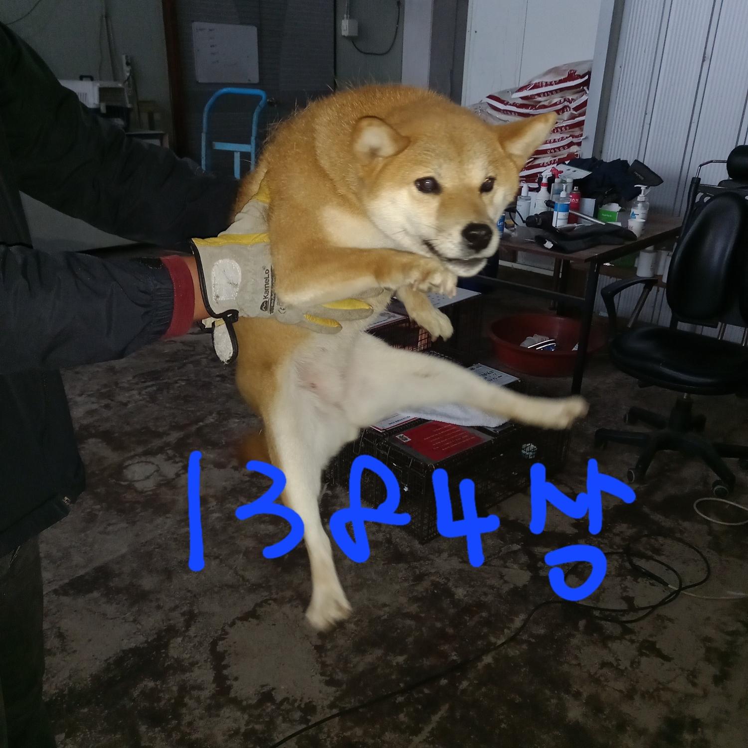 평택시유기동물보호소_441391202302562