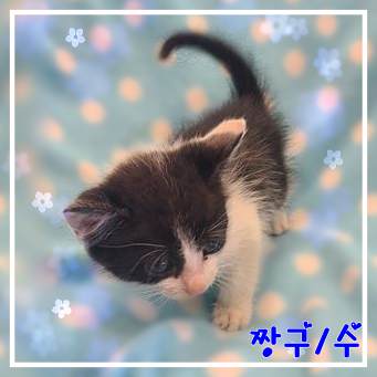 군산유기동물보호센터_445467202302075