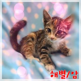 종료(입양) 믹스묘…