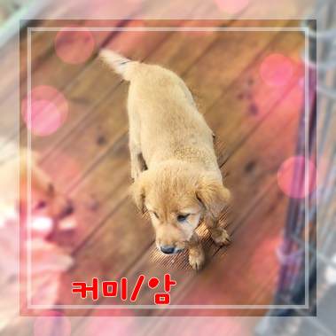 보호중 믹스견의 가…