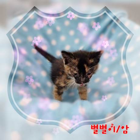 보호중 믹스묘의 가…