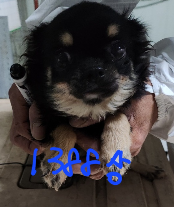 평택시유기동물보호소_441391202302566