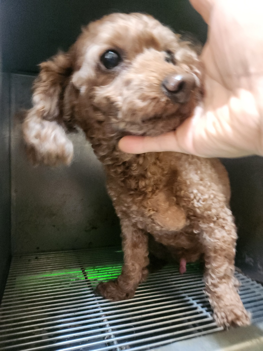 예산동물보호센터_444461202300602
