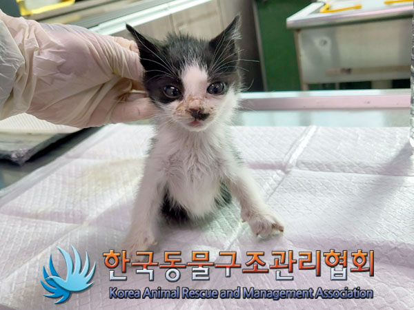 종료(자연사) 한국…