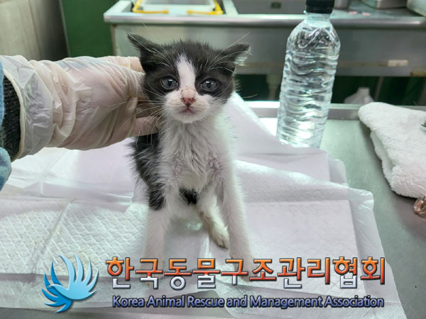 한국동물구조관리협회_441392202300230