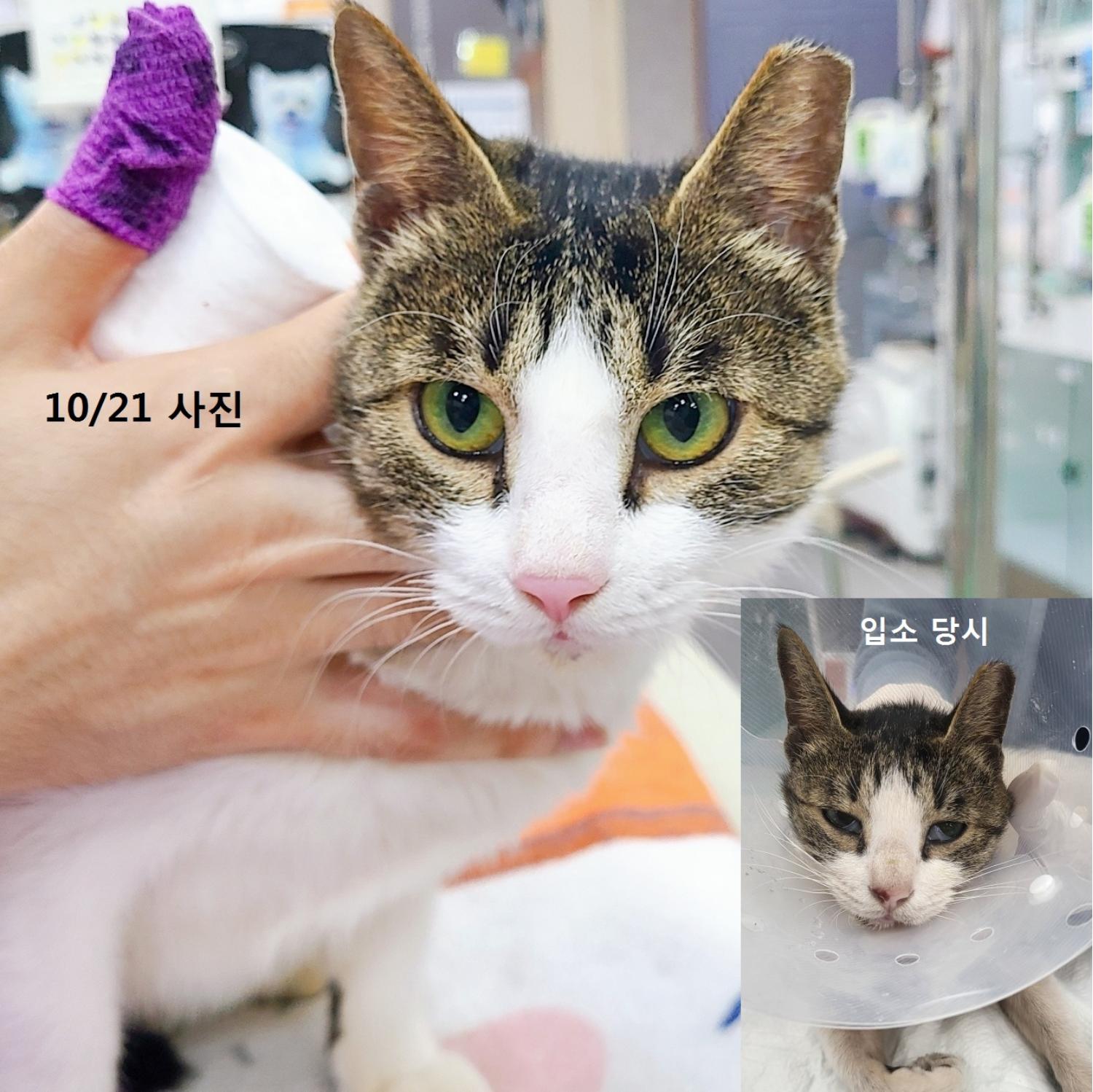 24시아이동물메디컬_441386202301320