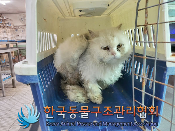 종료(입양) 믹스묘…
