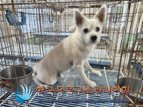 종료(반환) 믹스견…