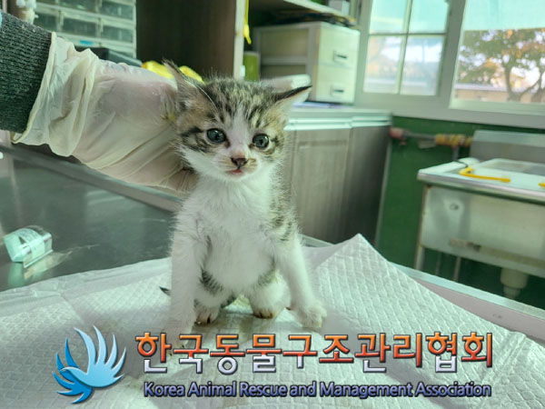 한국동물구조관리협회_441560202301404