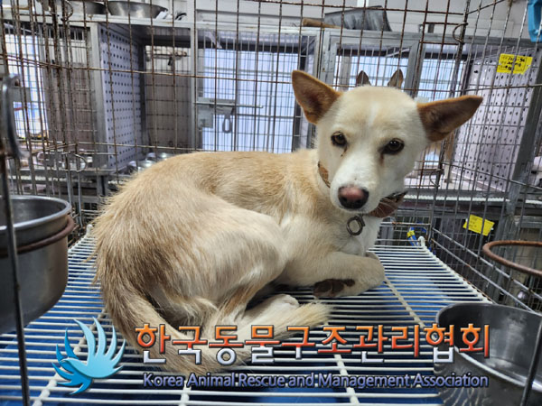 한국동물구조관리협회_441560202301405