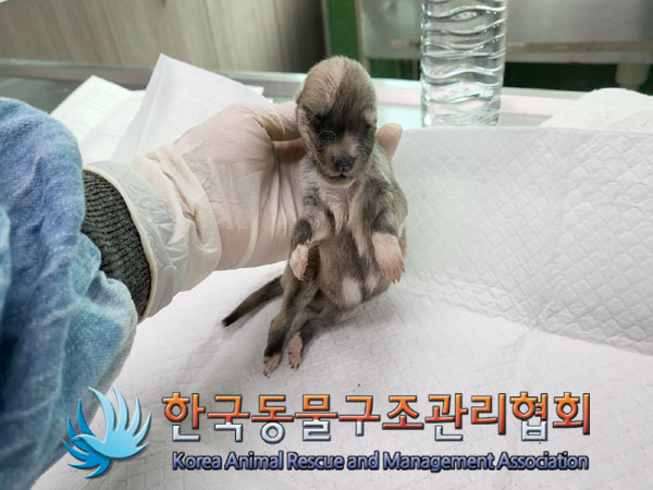 한국동물구조관리협회_441414202300816