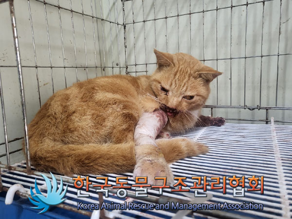 한국동물구조관리협회_441406202301576