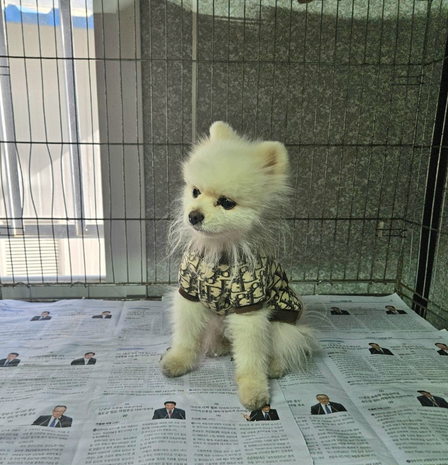 창원유기동물보호소_448567202301359