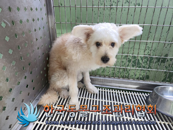 한국동물구조관리협회_411323202300942