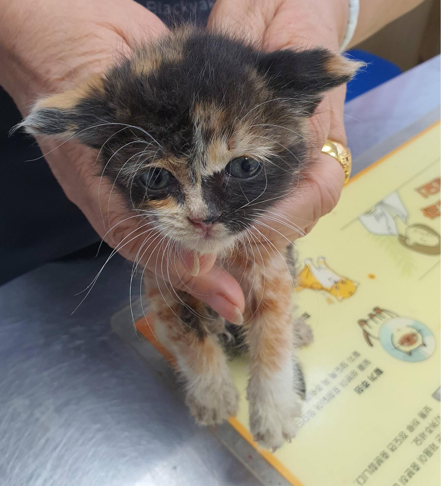 보호중 한국 고양이…