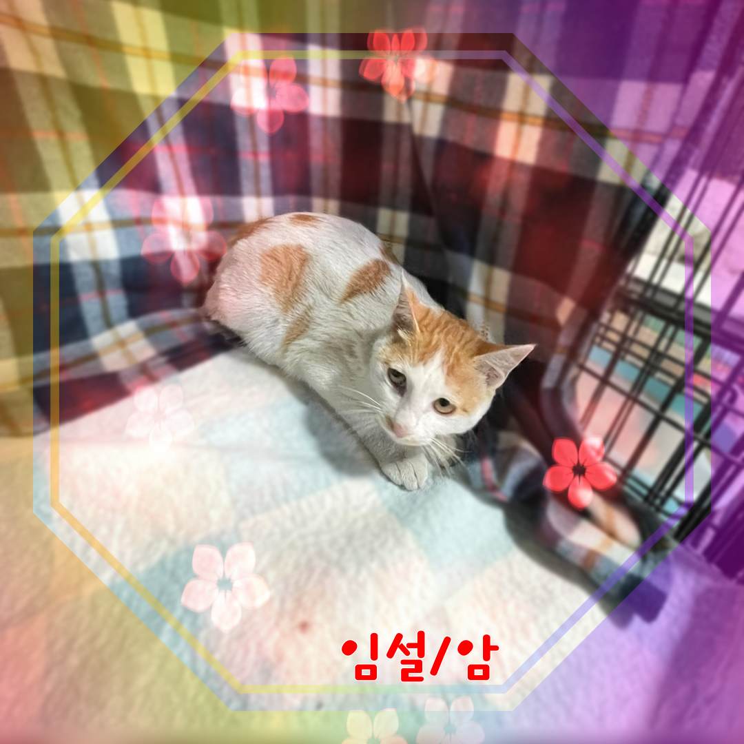 군산유기동물보호센터_445467202302085