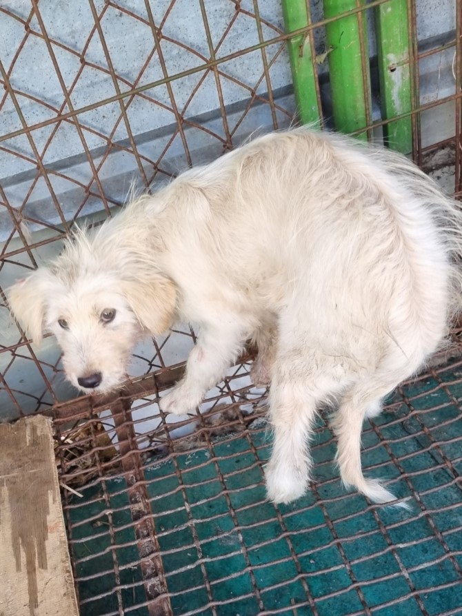 밀양시동물보호센터_448536202302246