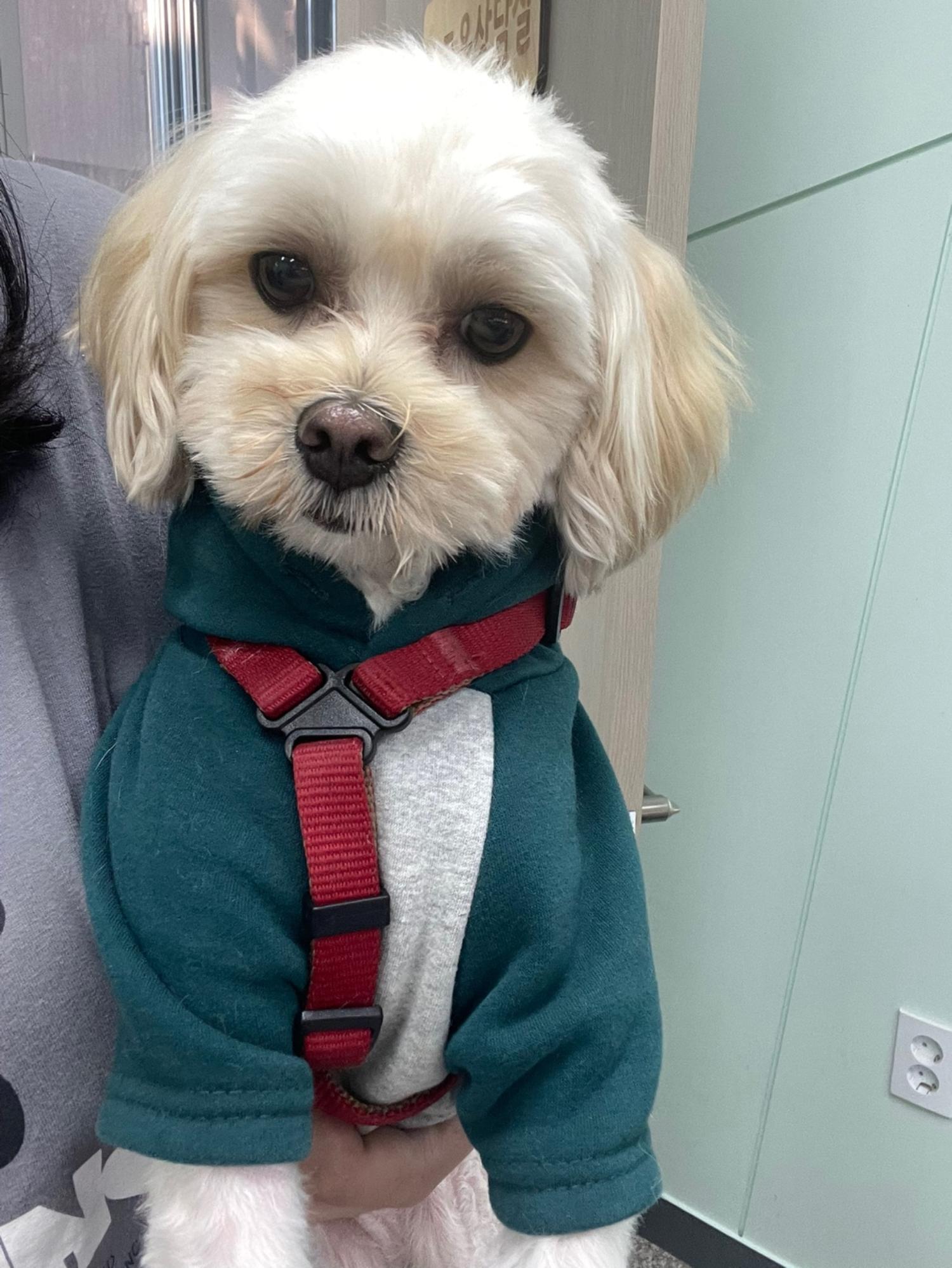 강릉시 동물사랑센터_442420202300613