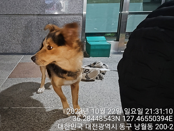 종료(반환) 믹스견…