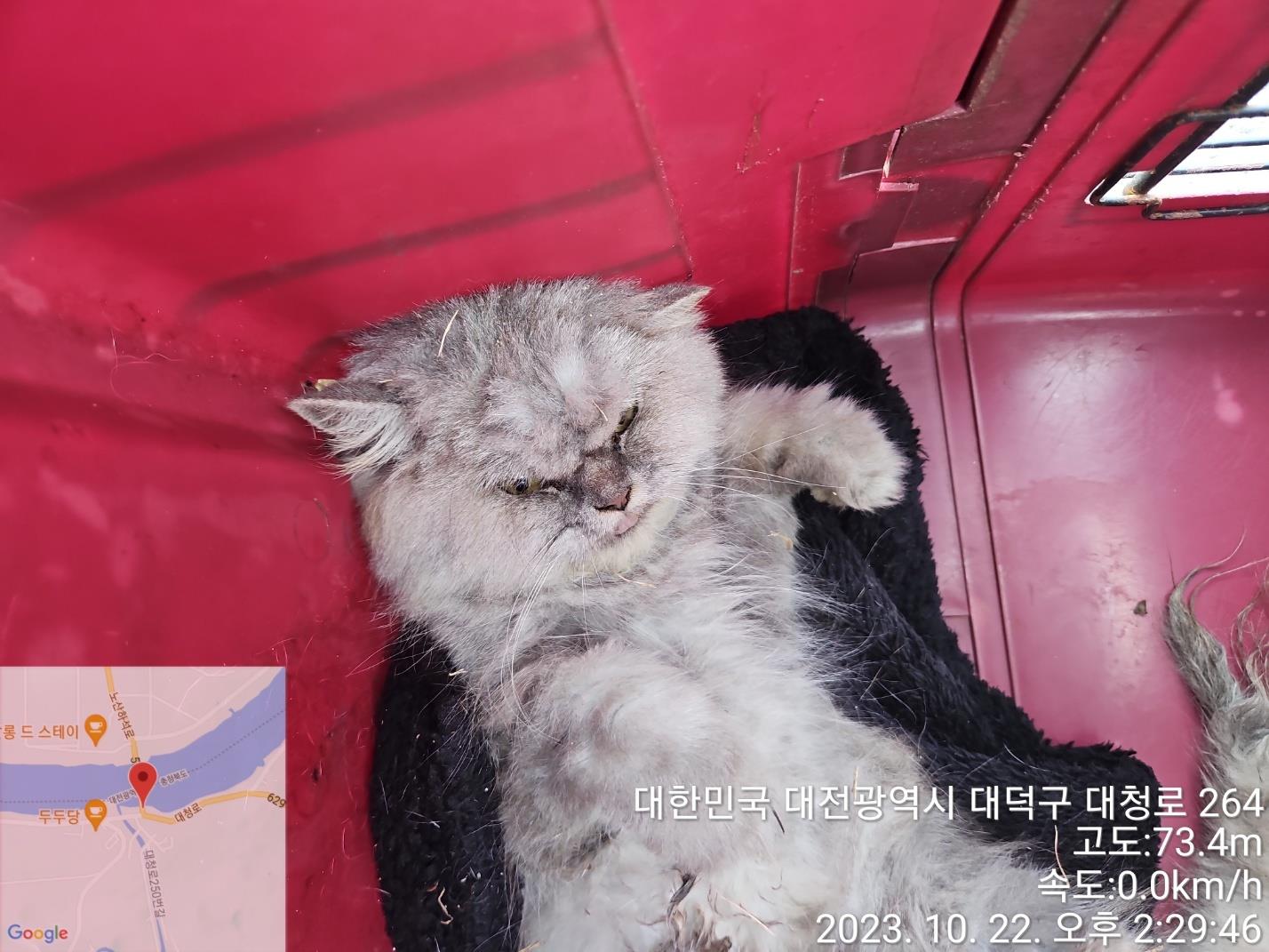 대전동물보호센터_430368202300553