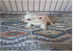유기동물및관리협회_448535202301492
