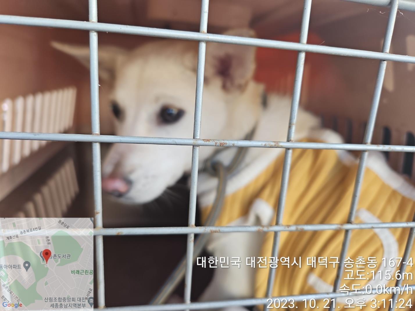 종료(반환) 믹스견…
