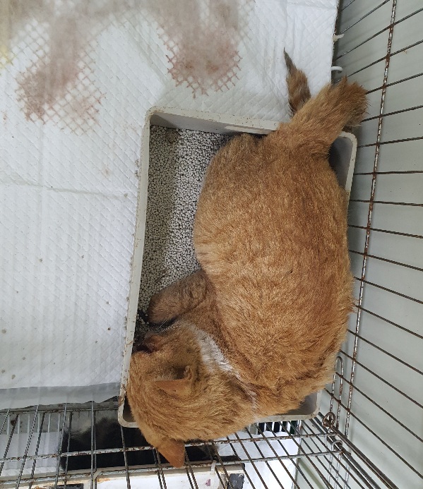 공주시 동물보호소_444450202300643