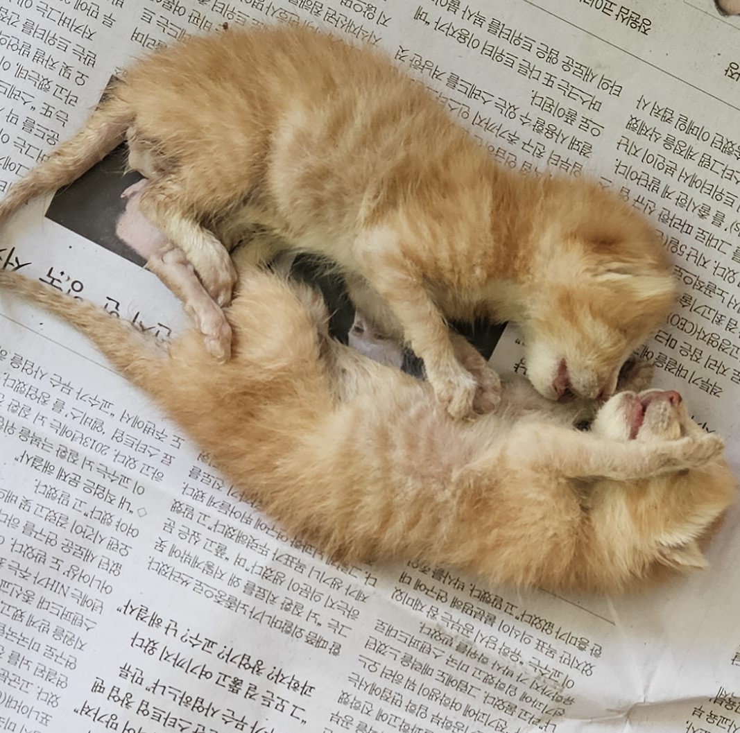 대구유기동물보호센터_427342202300749