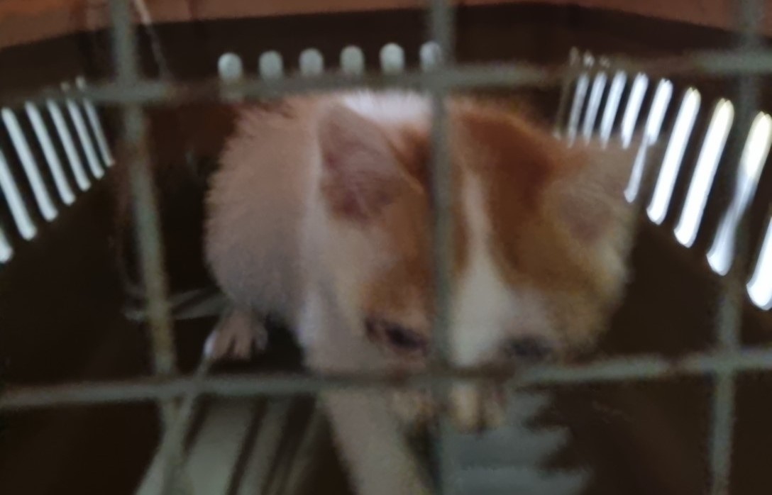 울산유기동물보호센터_431372202300610