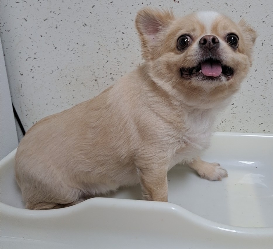 수원시 동물보호센터_441374202301205