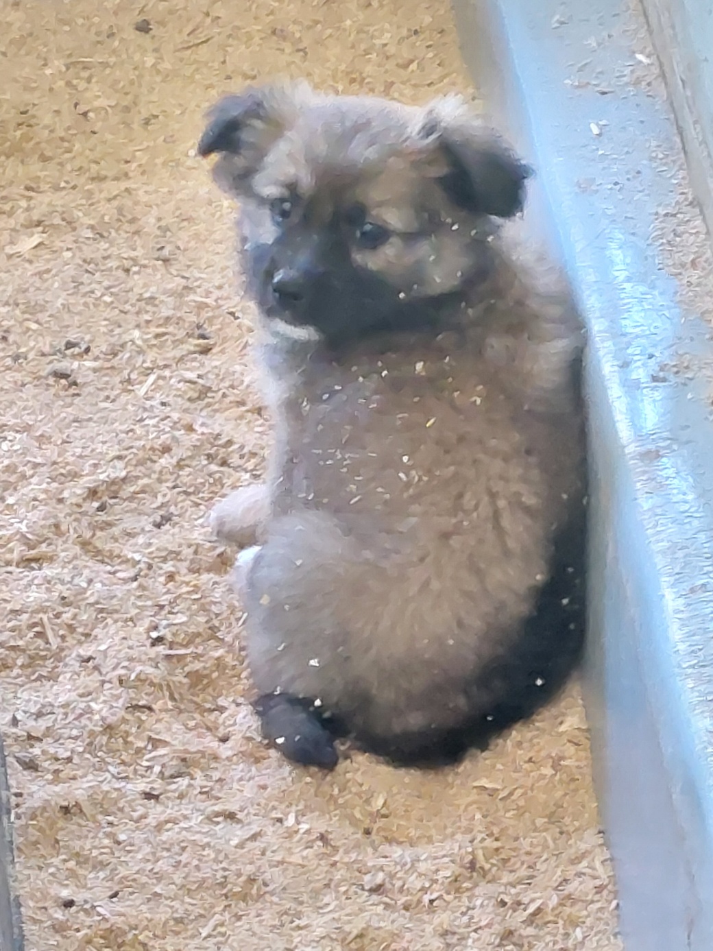 보성유기동물보호센터_446489202300151