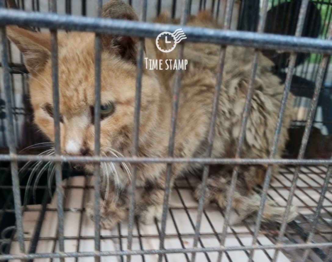 보호중 한국 고양이…