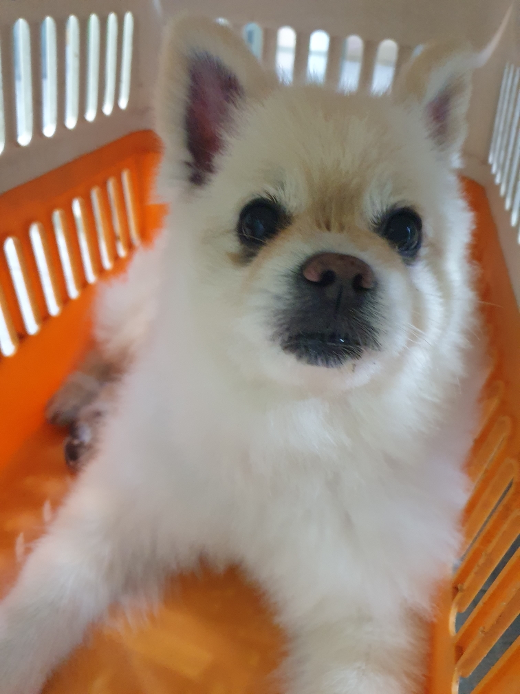펫앤쉘터동물병원_441378202301775