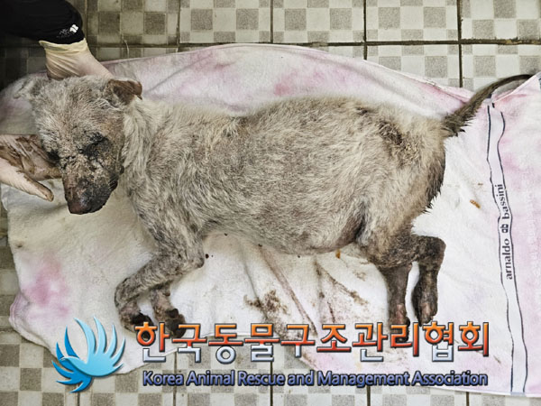 한국동물구조관리협회_441409202301694