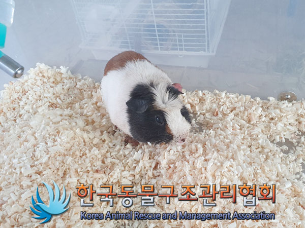 한국동물구조관리협회_411309202300412